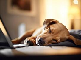 Young woman working on laptop at home, cute small dog besides. Work from home, stay safe. Created with Generative AI technology. photo