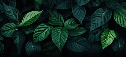 Closeup green leaves background, Overlay fresh leaf pattern, Natural foliage textured and background. Created with Generative AI technology. photo