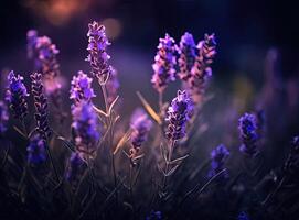 Close-up of lavender flowers, Soft focus on black background. Created with Generative AI technology. photo