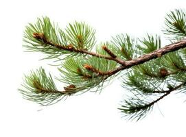 Top view of green fir tree spruce branch with needles isolated on white background. Created with Generative AI technology. photo