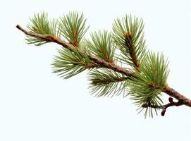 Top view of green fir tree spruce branch with needles isolated on white background. Created with Generative AI technology. photo