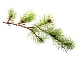 Top view of green fir tree spruce branch with needles isolated on white background. Created with Generative AI technology. photo