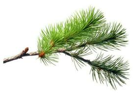 Top view of green fir tree spruce branch with needles isolated on white background. Created with Generative AI technology. photo