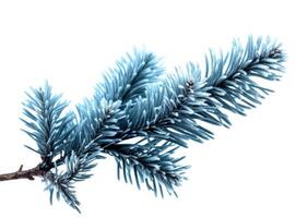 Top view of green fir tree spruce branch with needles isolated on white background. Created with Generative AI technology. photo