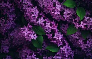 beautiful branch of lilac flowers on a dark green blurred background. long natural banner. concept for spring greetings. space for text. Created with Generative AI technology. photo