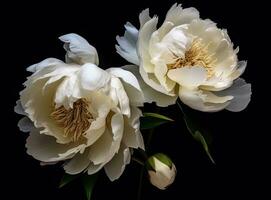 Fresh white peony flowers on dark table background. Condolence card. Empty place for emotional, sentimental text, quote or sayings. Closeup. Created with Generative AI technology. photo