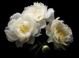 Fresh white peony flowers on dark table background. Condolence card. Empty place for emotional, sentimental text, quote or sayings. Closeup. Created with Generative AI technology. photo