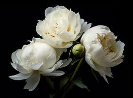 Fresh white peony flowers on dark table background. Condolence card. Empty place for emotional, sentimental text, quote or sayings. Closeup. Created with Generative AI technology. photo