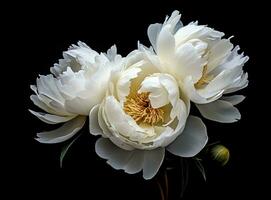 Fresh white peony flowers on dark table background. Condolence card. Empty place for emotional, sentimental text, quote or sayings. Closeup. Created with Generative AI technology. photo