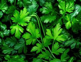 On a dark wooden table, a bunch of green fresh fragrant parsley before adding to food for taste and smell. Created with Generative AI technology. photo