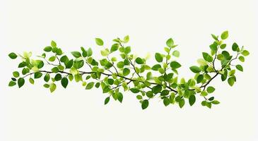 Fresh green leaves branch isolated on white background. Created with Generative AI technology. photo