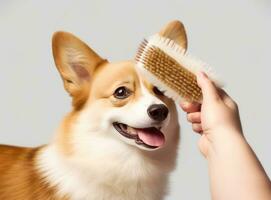 Owner brushing cute dog on light background. Created with Generative AI technology. photo