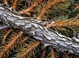 Lawson cypress Chamaecyparis lawsoniana evergreen foliage and bark detail. Created with Generative AI technology. photo