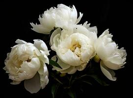 Fresh white peony flowers on dark table background. Condolence card. Empty place for emotional, sentimental text, quote or sayings. Closeup. Created with Generative AI technology. photo