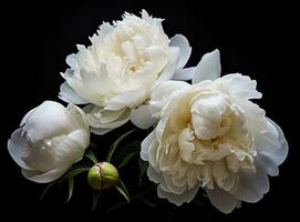 Fresh white peony flowers on dark table background. Condolence card. Empty place for emotional, sentimental text, quote or sayings. Closeup. Created with Generative AI technology. photo