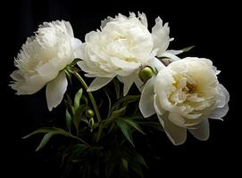 Fresh white peony flowers on dark table background. Condolence card. Empty place for emotional, sentimental text, quote or sayings. Closeup. Created with Generative AI technology. photo
