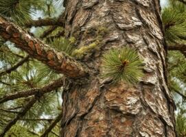 Lawson cypress Chamaecyparis lawsoniana evergreen foliage and bark detail. Created with Generative AI technology. photo