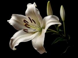 Lily flower on the dark background. Condolence card. Empty place for a text. Created with Generative AI technology. photo