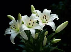 Blooming lilies. Lilium longiflorum, often called the Easter lily, is a plant endemic to both. Created with Generative AI technology. photo