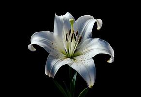 Lily flower on the dark background. Condolence card. Empty place for a text. Created with Generative AI technology. photo