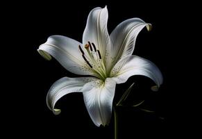 Lily flower on the dark background. Condolence card. Empty place for a text. Created with Generative AI technology. photo