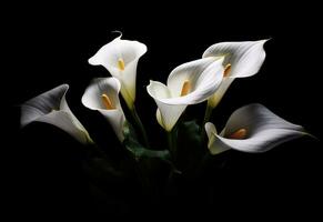 Calla flowers on the dark background place for a text. Created with Generative AI technology. photo