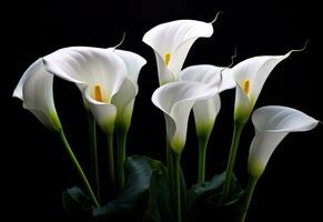 Calla flowers on the dark background place for a text. Created with Generative AI technology. photo