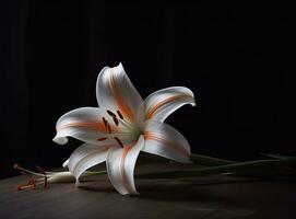 Lily flower on the dark background. Condolence card. Empty place for a text. Created with Generative AI technology. photo