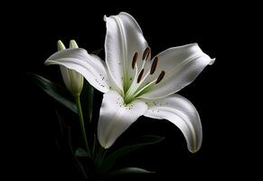 Lily flower on the dark background. Condolence card. Empty place for a text. Created with Generative AI technology. photo