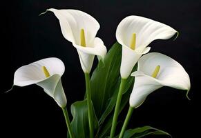 Calla flowers on the dark background place for a text. Created with Generative AI technology. photo