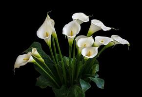 Calla flowers on the dark background place for a text. Created with Generative AI technology. photo