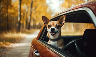 Dog enjoying from traveling by car. Nova Scotia Duck Tolling Retriever looking through window on road. Created with Generative AI technology. photo