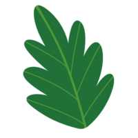 Set of Tropical leaves isolated png