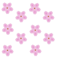 sakura blomma mönster design png