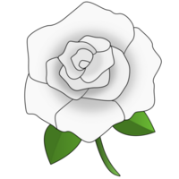 fiore di rosa bianca png