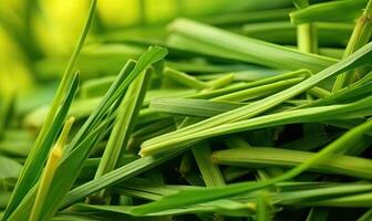 Fresh lush green grass on meadow with drops of water dew. Close-up macro. tools photo