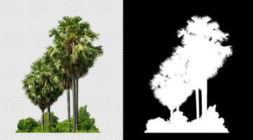 sugar palm that are isolated on transparent background are suitable for both printing and web pages photo