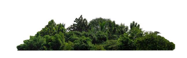 Forest and foliage in summer for both printing and web pages isolated on white background photo