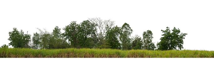 Forest and foliage in summer isolated on white background photo