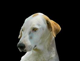 Beautiful dog isolated on black background for both typography and web pages with cut paths and alpha channel photo