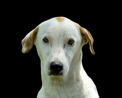 Beautiful dog isolated on black background for both typography and web pages with cut paths and alpha channel photo