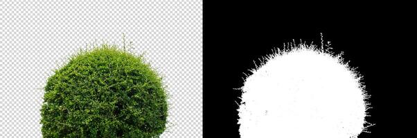 Shrubs isolated on transparent background with clipping path and alpha channel on black background photo