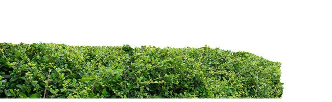 Shrubs isolated on white background with clipping path and alpha channel. photo