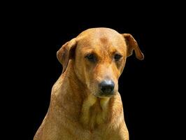 hermosa perro aislado en negro antecedentes para ambos tipografía y web paginas con cortar rutas y alfa canal foto