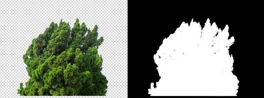 Shrubs isolated on transparent background with clipping path and alpha channel on black background photo