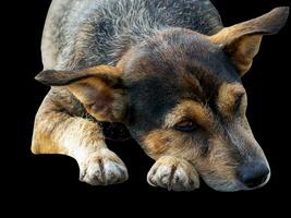 hermosa perro aislado en negro antecedentes para ambos tipografía y web paginas con cortar rutas y alfa canal foto