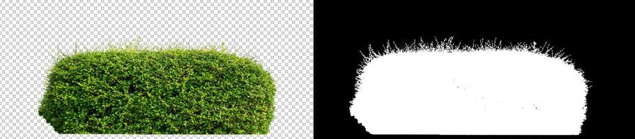 Shrubs isolated on transparent background with clipping path and alpha channel on black background photo