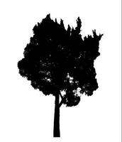 diseño de pincel de árbol de silueta sobre fondo blanco, pincel de ilustraciones de árbol real con ruta de recorte y canal alfa foto