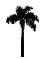 Silhouette palm tree brush design on white background, illustrations brush brush from real tree with clipping path and alpha channel photo