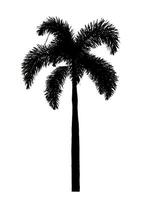 Silhouette palm tree brush design on white background, illustrations brush brush from real tree with clipping path and alpha channel photo